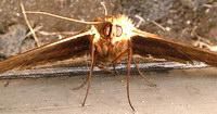 fluturele cap de mort atropos) este un fluture mare, de palmei unui om atunci c�nd are aripile