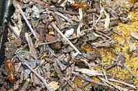 Furnicile - Aceste insecte aparţin mai multor genuri - Bolile şi dăunătorii albinelor