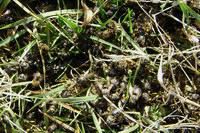 Intoxicaţia cu pesticide - �n agricultură sunt - Bolile şi dăunătorii albinelor